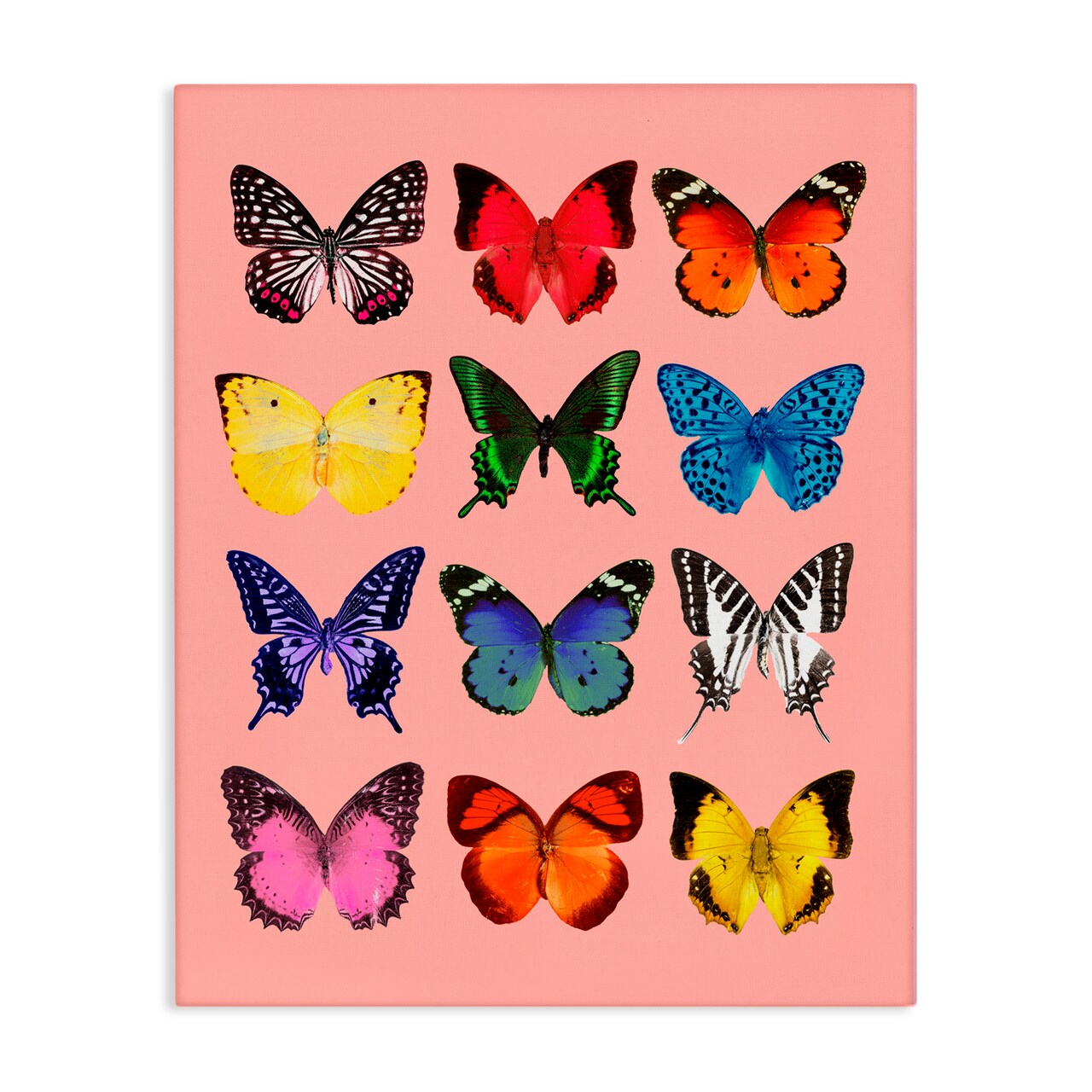 Stupell Industries Butterfly Species on Pink Canvas, design by LISH Creative